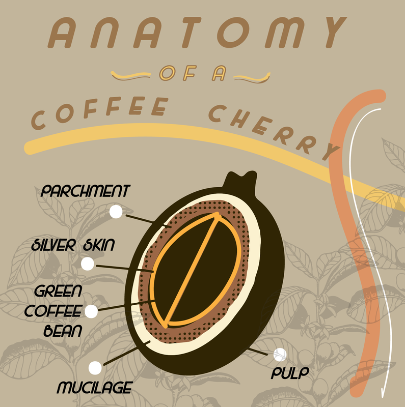 Anatomy of coffee cherry drawing